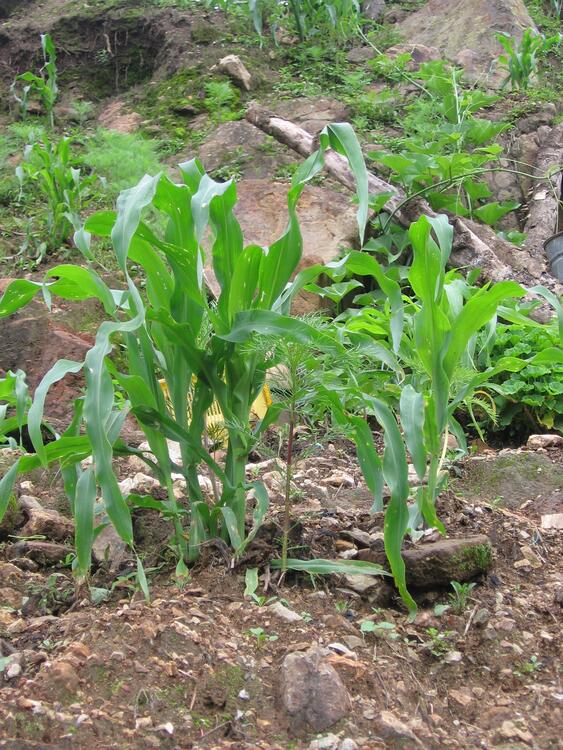 Milpa